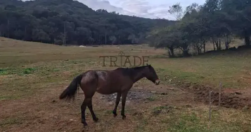 Chácara / sítio à venda na Zona Rural, Caxias do Sul 