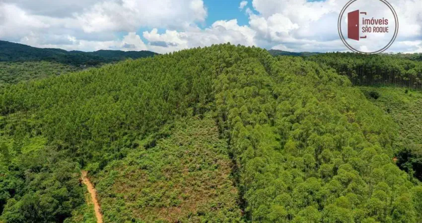 42 alqueires, plantado com 50.000 pés de eucalipto com 7 anos.