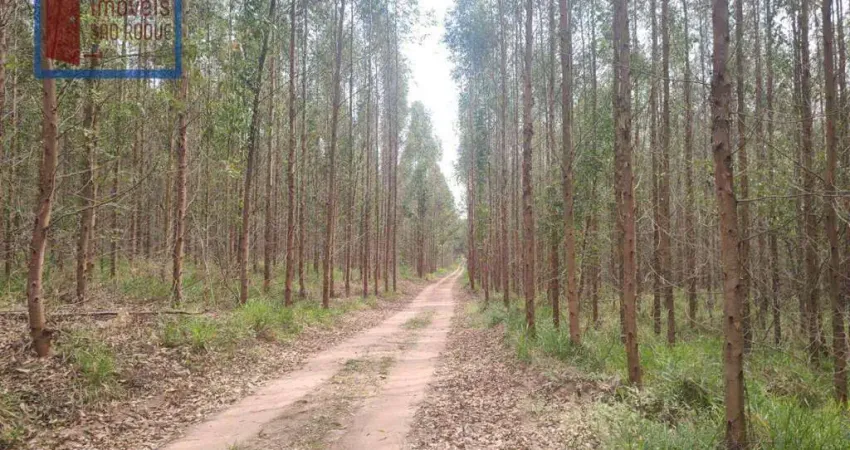 Fazenda com eucaliptos  a venda em botucatu e região com 98,7 alq.