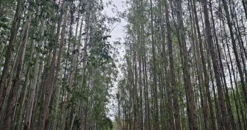 Fazenda de eucalipto a venda com 216 alq. na região de lavrinhas