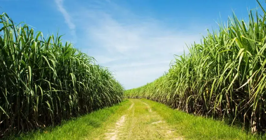 Fazenda à venda no Centro, Naviraí 