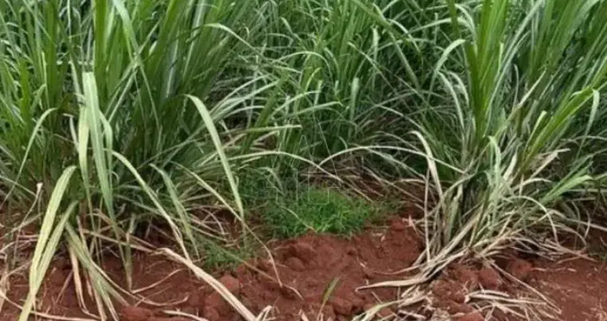 Fazenda à venda no Centro, Ribeirão Preto 