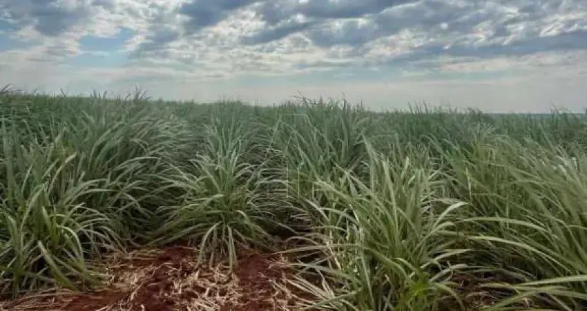 Fazenda à venda na Mário Zampieri, Vila Renata (Vila Xavier), Araraquara