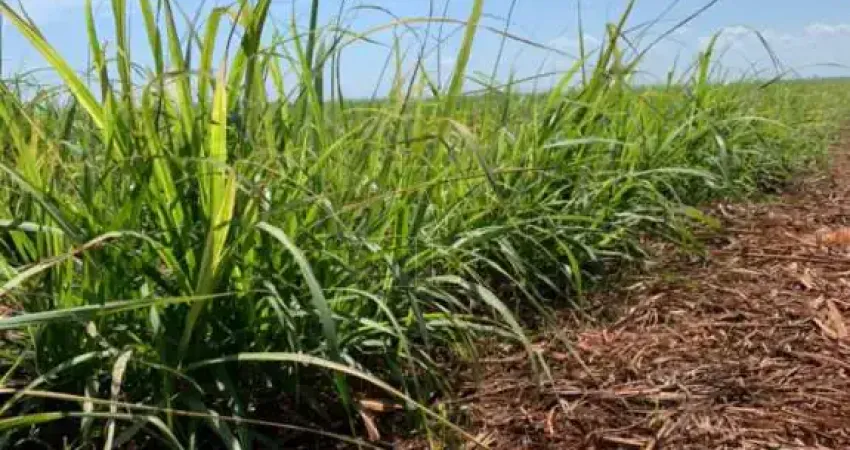 Fazenda à venda no Centro, Ribeirão Preto 