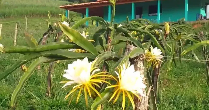 Chácara / sítio com 3 quartos à venda na Zona Rural, Turvolândia 