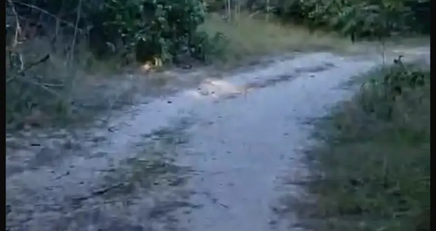 Fazenda com 6 salas à venda na Rua Gervásio Pires, 3444, Zona Rural, Barras