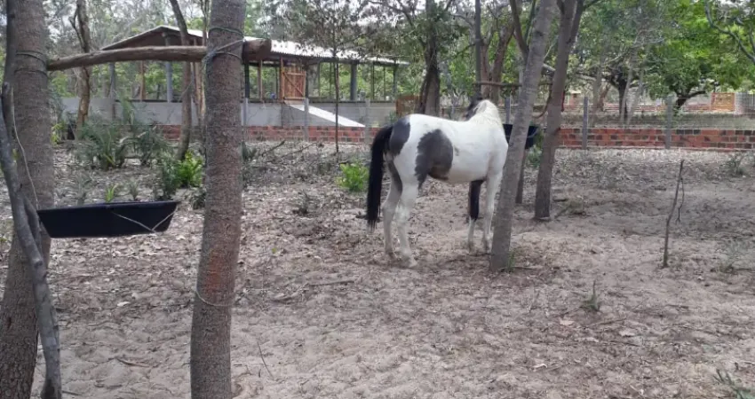 Fazenda com 4 salas à venda na Avenida José Paulino, 34, Zona Rural, Campo Maior