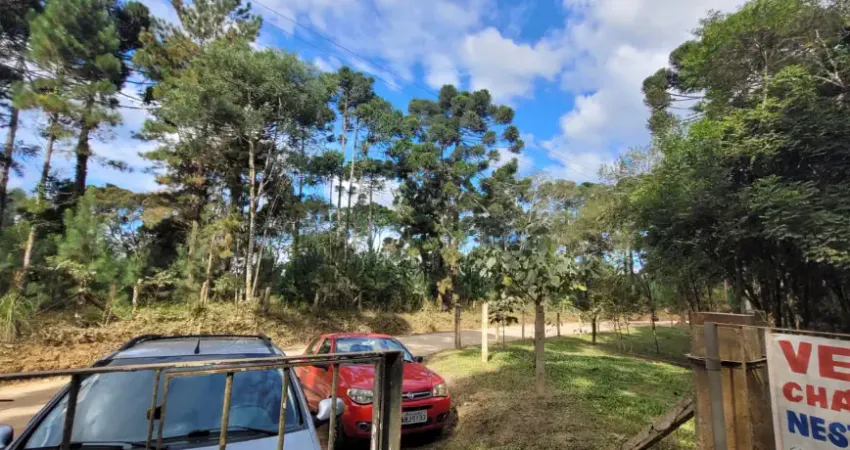 Chácara / sítio à venda na Rua Coronel Monteiro, Zona Rural, Campina Grande do Sul