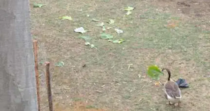 Terreno à venda na Rua Albano Santos Lima, Boaçu, São Gonçalo