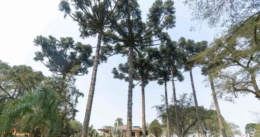 Chácara / sítio com 4 quartos à venda na Rua Caetano Munhoz da Rocha, Ouro Verde, Campo Largo