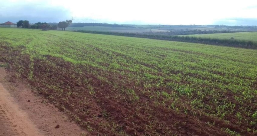 Fazenda 140,5 alqueires em Martinopolis - Soja e Milho