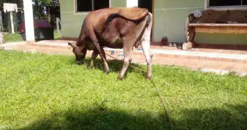 EXCELENTE CHACARA COM 5.566 M2 COM CHALE AMBROSIO TIJUCAS DO SUL 380.000 ,00