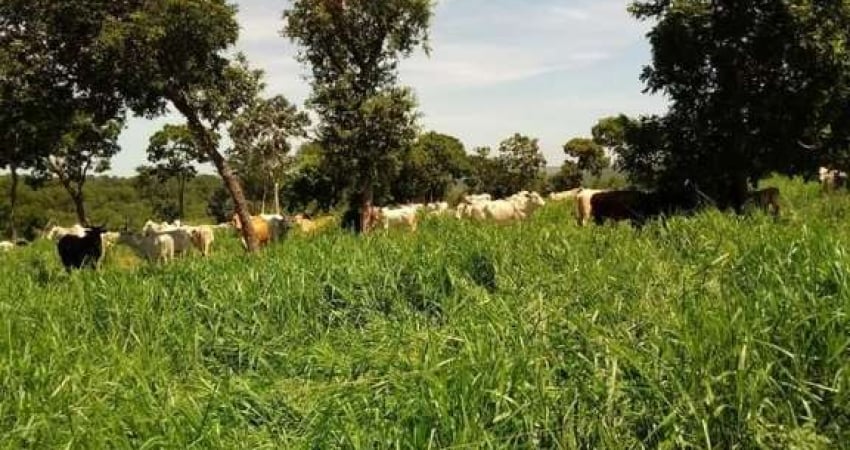 Fazenda para Venda em Pedro Gomes
