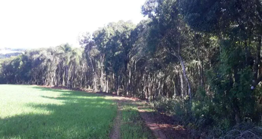 Chácara / sítio à venda na Colônia Balbino Cunha, Campo Largo 