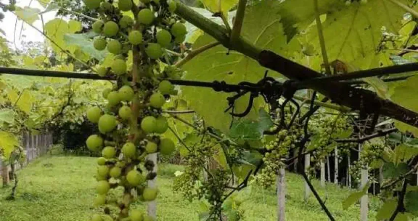 Fazenda à venda na rua Indaia, Claraíba, Nova Trento