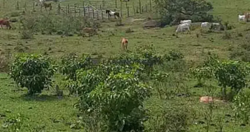 Oportunidade imperdível! chácara com 20.000 m² na estrada da cruz – são pedro da aldeia- r$ 250.000,00