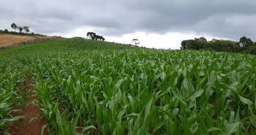 30.000/ 80% PLANTIO/ RIACHO FUNDOS