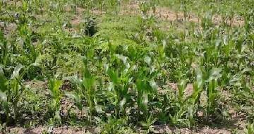 85.000M2 / 4 KM ASFALTO / IDEAL INVESTIDOR