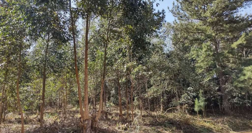 31.147 M2/BROTA EUCALIPTO/ÓTIMA LOCALIZAÇÃO/IDEAL INVESTIDOR