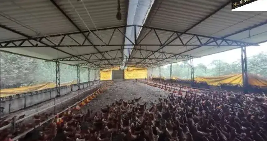 114.000M2/GRANJA CAPACIDADE 8.000 MIL OVOS DIA/IDEAL INVESTIDORES