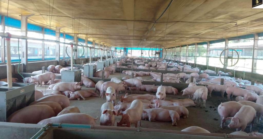 30.000M2/GRANJA  MATRIZ SUÍNOS/IDEAL INVESTIDORES