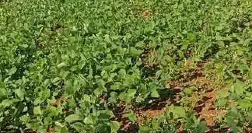 Chácara / sítio com 2 quartos à venda na Zona Rural, Ortigueira