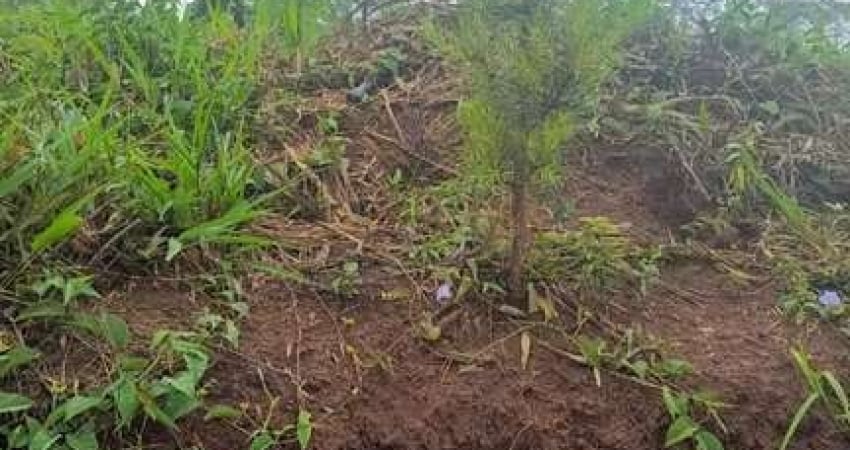 420.000m2/17.3 ALQUEIRES/PINUS E EUCALIPTO/IDEAL INVESTIDORES