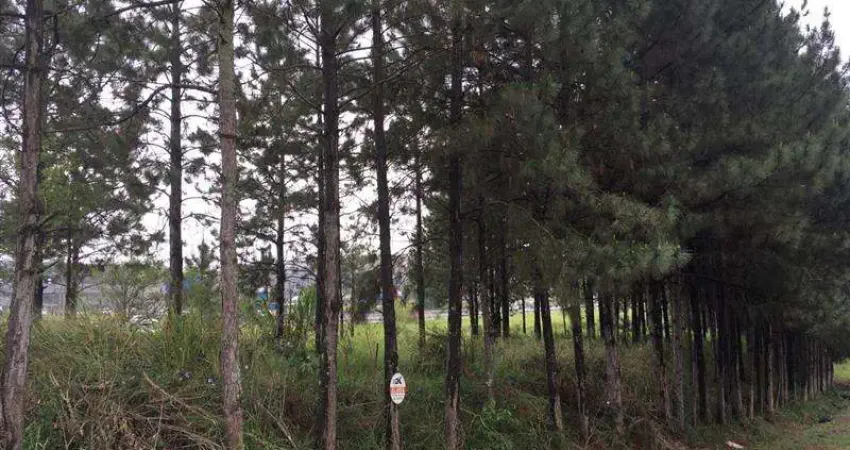 Terreno comercial para alugar na Rua Cristal, sn, Jardim Jóia, Arujá