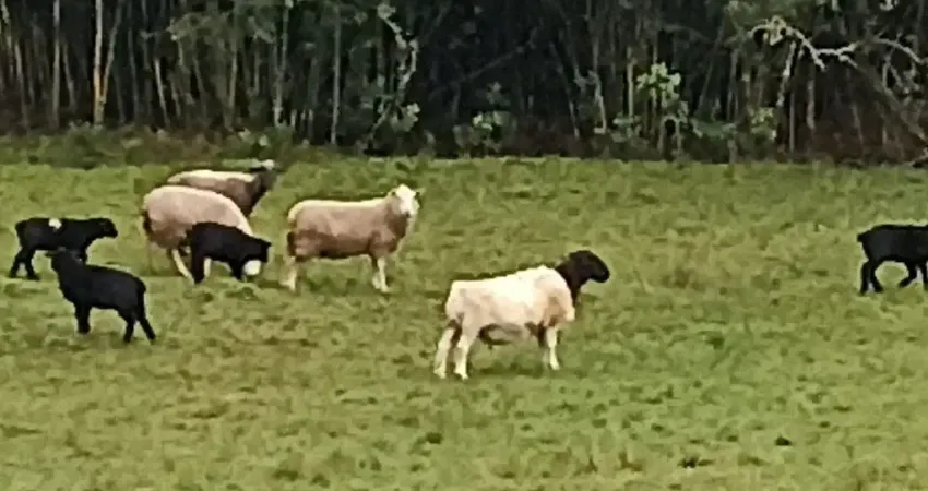 Chácara com benfeitorias, moradia, açudes  criação e maquinaria à negociar.