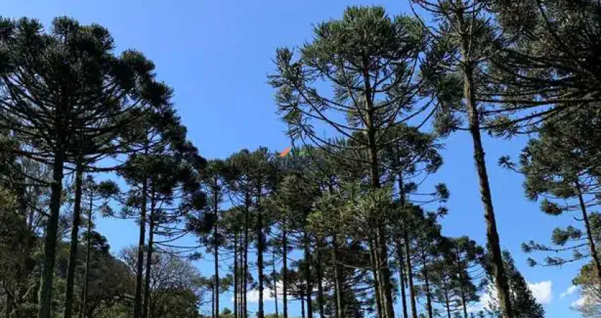 Chácara / sítio com 2 quartos à venda no Centro, Campo Alegre