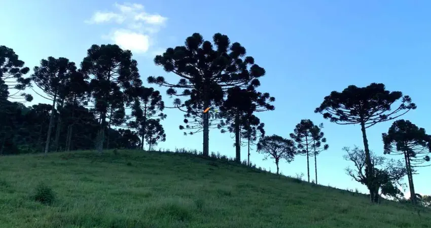 Chácara / sítio à venda no Centro, Campo Alegre