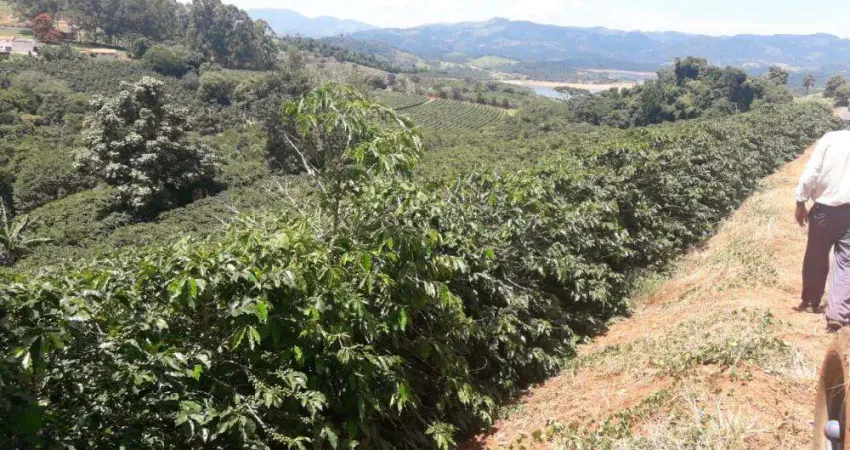 Fazenda com 90 mil pés de café _altitude acima 940 m _ região de caconde/sp e plameiral/mg.