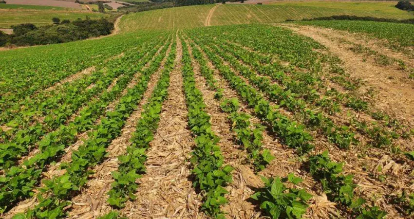 Fazenda de 417 hectares _ planta de 250 entre soja, milho, feijão e/ou batata.