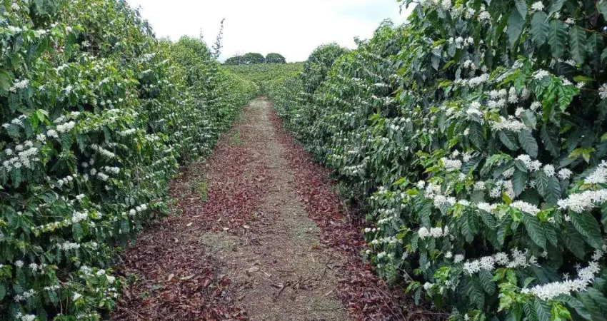 Fazenda de café em produção_ sul de minas _ café todo mecanizado, 160 hectares em café _ porteira fechada.