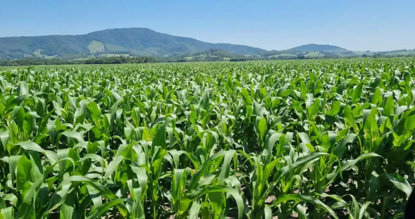 Excelente propriedade _ agricultura-grãos_ região de pouso alegre/sul de minas.