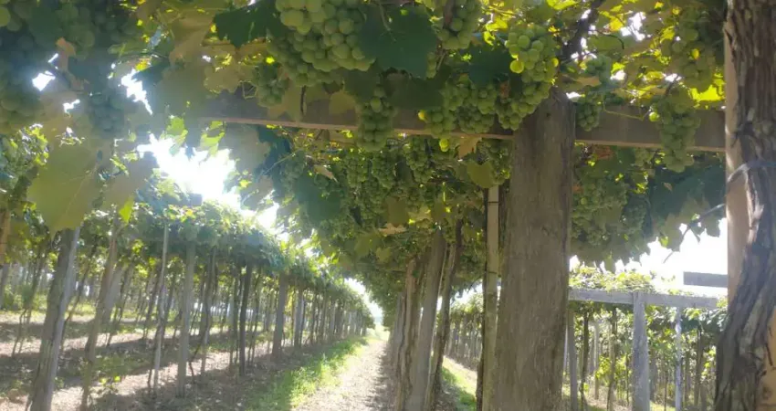 Fazendinha de 22 alqueires, região de andradas_ 75 mil pés de uva