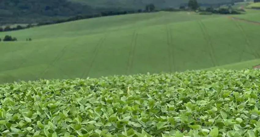Fazenda 120 alqueires (290 hectares) _ plantado 75% da área _ sul de minas