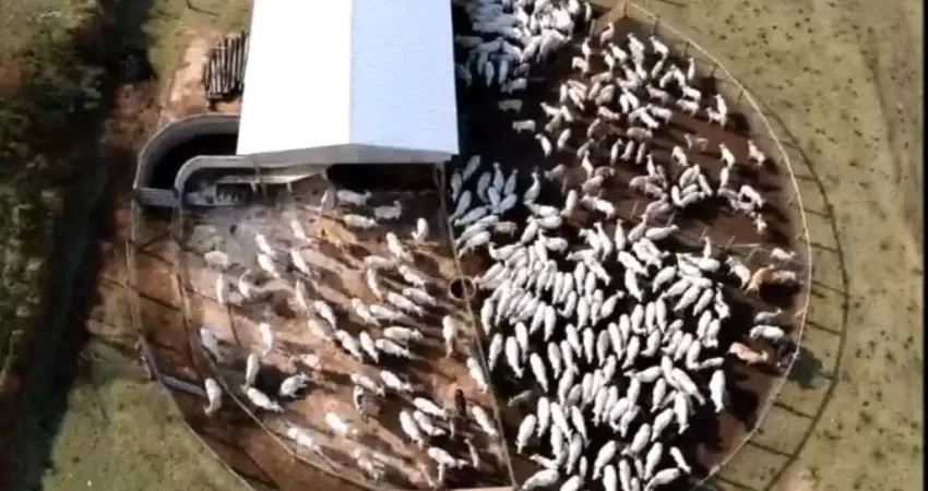 Fazenda de múltiplo uso: agricultura e pecuária de alto potencial – sul de minas.