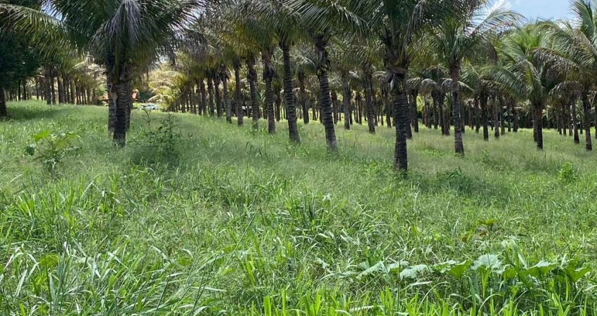 CHÁCARA EM BONFINÓPOLIS Chácara à Venda, 96800 por R$ 1.250.000 TA14587