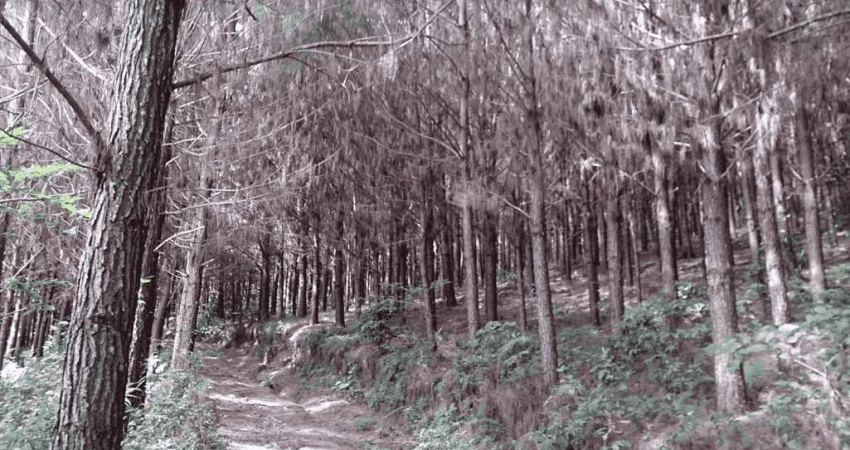 Campo Largo, Itambé, Floresta plantada de 50 Alqueires, à 49km Park Shopping Barigüi, Curitiba, à v