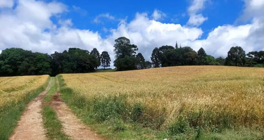 Balsa Nova, 89 há, ou 37 alqueires, Plantando 23 alqueires, Próximo Estrada Balsa Nova, Zona Rural,