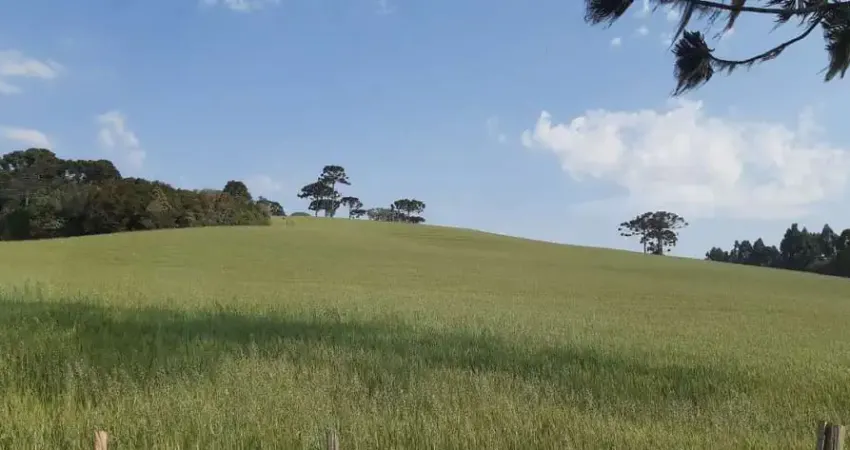 Lapa, Sede Centenária, 45 alqueires ,110,31 hectares , planta 16 alqueires, à venda, Mariental, PR