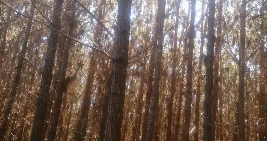 Lapa/ balsa nova, 54 alqueires ou 131 há , floresta de pinos e eucalipto pronta pra corte, à venda,