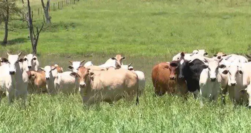 Mato grosso, 3.150 hectares ou 1.301 alqueires, pra plantio de pinus, dupla aptidão, poço artesiano