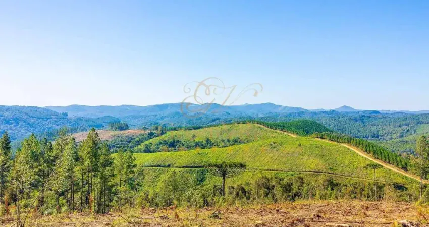Campo largo, 111 alqueires, ou 269 hectares, 38 alqueires para reflorestamento, à 6 km do asfalto,