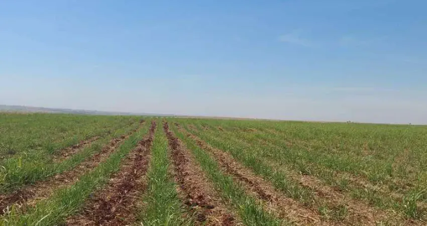 Maringá, cianorte, fazenda, 624 hectares, 258 alqueires, cana e gado, à venda, zona rural pr