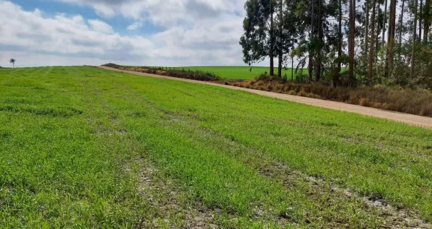 Porto amazonas, fazenda 90 alqueires, 217 hectares, plantando 70 alqueires, à venda, zona rural, pr
