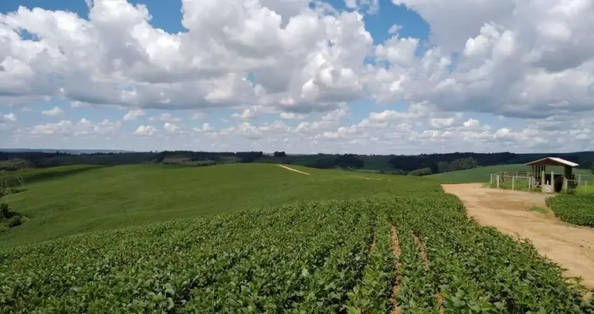 Lapa, fazenda 42 alqueires ou 101,64 hectares, um talhão, plantando 30 alqueires, à venda, zona rur