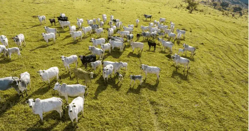 Campo largo, venda porteira fechada,  213 há, 88 alq , 47,68 alq de pasto,95 cabeças de gado nelore