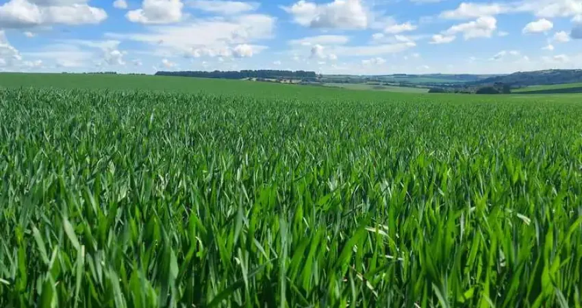 Porto amazonas, fazenda de frente rodovia, 287 hectares, 118 alqueires, plantando 60%, dupla aptidã